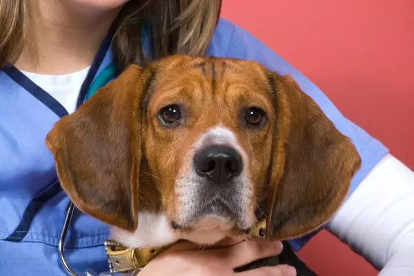 Plano de Saúde para Pets